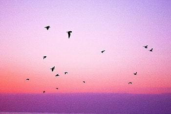 Nature, Birds, Sky, Silhouettes, Flight HD wallpaper