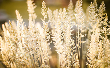 Nature, Grass, Shine, Light, Ears, Spikes, Fluff, Fuzz HD wallpaper