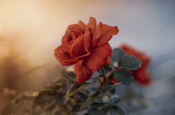 Rose, Roses, Flowers, Macro, Red HD wallpaper