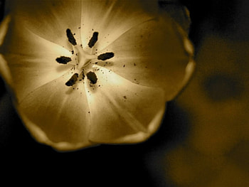 GOLD PETAL, golden, flower HD wallpaper