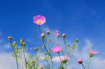 Flowers, Sky, Clouds, Kosmeya, Cosmos HD wallpaper