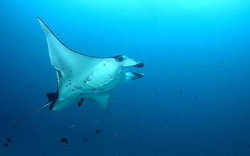 Animals, Slope, Underwater World, Swim, To Swim, Stingray, Nautical, Maritime HD wallpaper