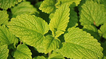 Lemon Balm, Essential herb collection, Home gardening, Basic must-haves HD wallpaper
