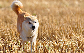 Akita dog, Shiba Inus, Field landscape, Animal HD wallpaper