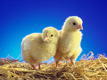 Animals, Chicks, Couple, Pair, Care HD wallpaper