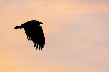 Animals, Sky, Silhouette, Bird, Vulture HD wallpaper