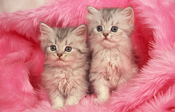 Animals, Cats HD wallpaper