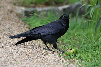 Raven, Corvids, Remember the wild, Reason HD wallpaper