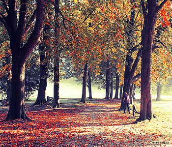 autumn trees, plant, leaves, trees, autumn, nature HD wallpaper