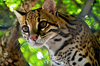 Ocelot, , Exquisite background, Stunning ry HD wallpaper