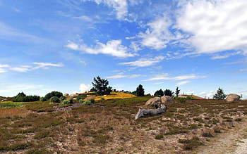 Nature, Grass, Sky, Bush, It's A Sly, Withered, Clear, I See, Wasteland HD wallpaper