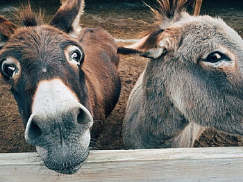 Close-up of two cute donkeys on a farm, showcasing curious expressions. HD wallpaper