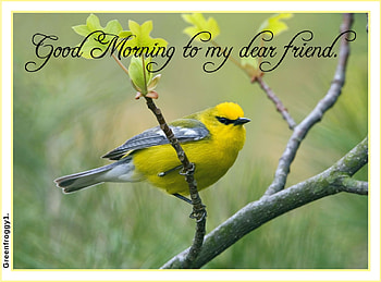 GOOD MORNING, MORNING, COMMENT, CARD, GOOD HD wallpaper