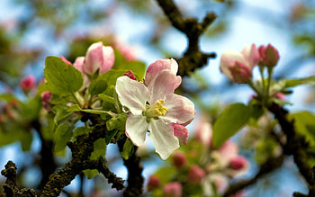 Flowers, Sky, Leaves, Wood, Tree, Bloom, Flowering, Drop, Spring HD wallpaper