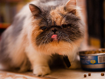 Animals, Food, Kitty, Kitten, Spotted, Spotty, Language, Tongue, Thoroughbred HD wallpaper