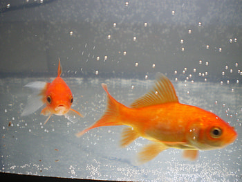 my gold fish, fish, my, gold, nice HD wallpaper