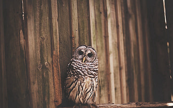 Animals, Owl, Bird, Predator, Wings HD wallpaper