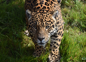 Predator, Jaguar, wild animal HD wallpaper