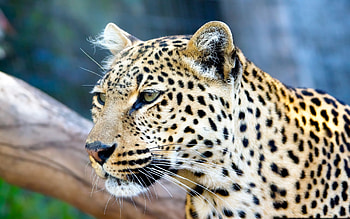 Animals, Cheetah HD wallpaper