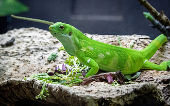 Gecko, animal, nature, lizard HD wallpaper