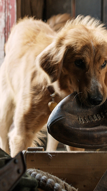 A Dog's Purpose, Best movies, Dog companions, Heartwarming moments HD phone wallpaper