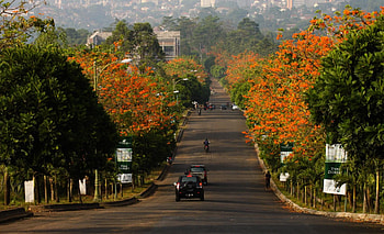 Spring in Bandung, landscape, bandung, spring, flower HD wallpaper