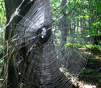 Spider, sunshine, woods, sunlight, tree, animals, green, trees, autumn, web, sun HD wallpaper