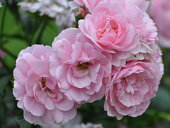 Flowers, Pink, Summer, Greens, Garden HD wallpaper