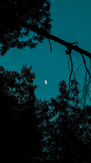 Night, Moon, Dark, Branches, Fir, Spruce HD phone wallpaper
