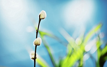 Plant, Macro, Branch, Verba, Pussy Willow HD wallpaper
