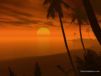 Colour Me Orange, palms, warm breezes, sunsets, beaches, orange HD wallpaper