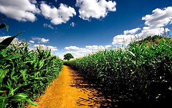 Landscape, Nature, Fields HD wallpaper