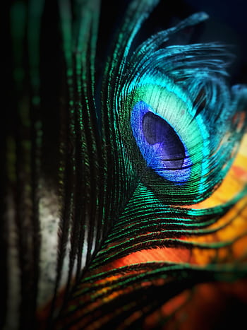 Detailed close-up of a peacock feather showcasing vibrant colors and intricate patterns. HD phone wallpaper