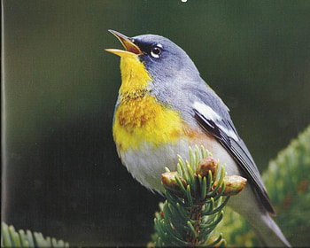 Nashville warbler, singing, feathers, bird, pretty HD wallpaper