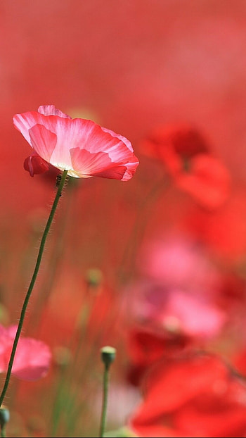 Poppy flower, Earthly beauty, Striking red, Nature's creation HD phone wallpaper