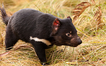 Tasmanian Devil , Collection, Devil, Background HD wallpaper