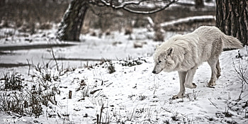 Arctic Wolf, , Arctic splendor, Digital beauty HD wallpaper