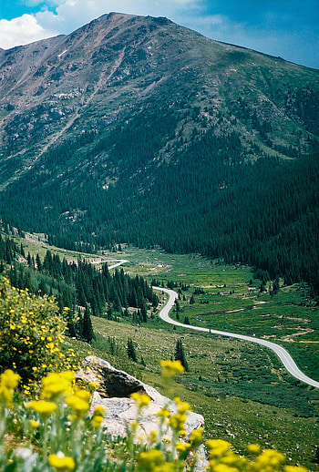 Nature, Flowers, Trees, Mountain, Vertex, Top, Road HD phone wallpaper