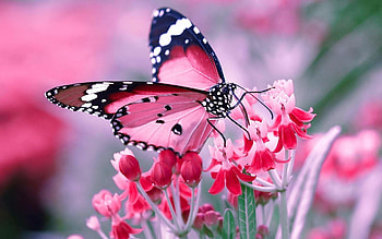 African queen, Butterflies HD wallpaper