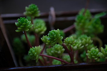 Small house, plants, leaves, close up HD wallpaper