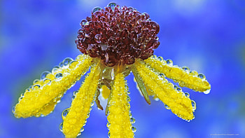 yellow petels, blue, petals, red, yellow HD wallpaper