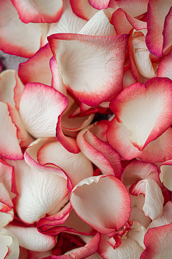 Macro, Rose Flower, Rose, Petals, Tender HD phone wallpaper