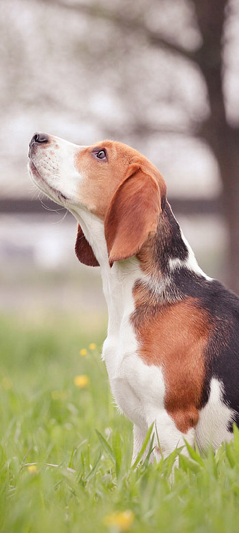 Profile, Beagles HD phone wallpaper