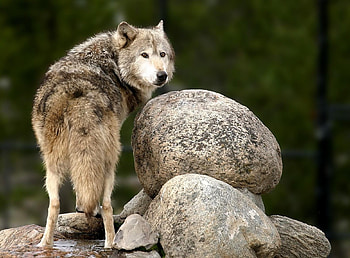 Animals, Stones, Predator, Sight, Opinion HD wallpaper
