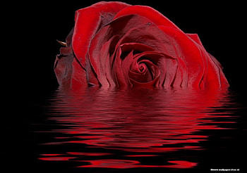 Rose water, flowers, roses HD wallpaper