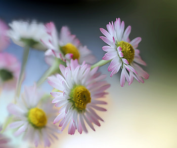 Flower, Gerbera, light pink HD wallpaper