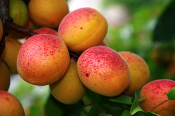 Fruits, Food, Branches, Ripe, Apricot HD wallpaper