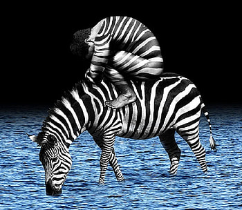 Zebra, stripes, human, water HD wallpaper