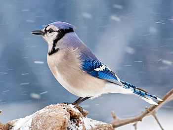 In The Wind, blue, wind, bird, jay HD wallpaper