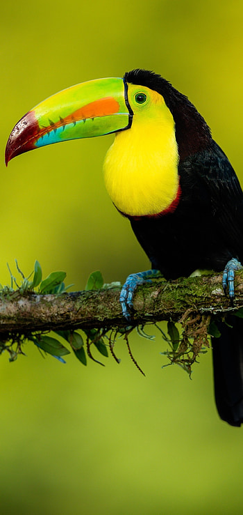 Tropical bird, Colorful creature, Exotic wildlife, Beautiful plumage HD phone wallpaper